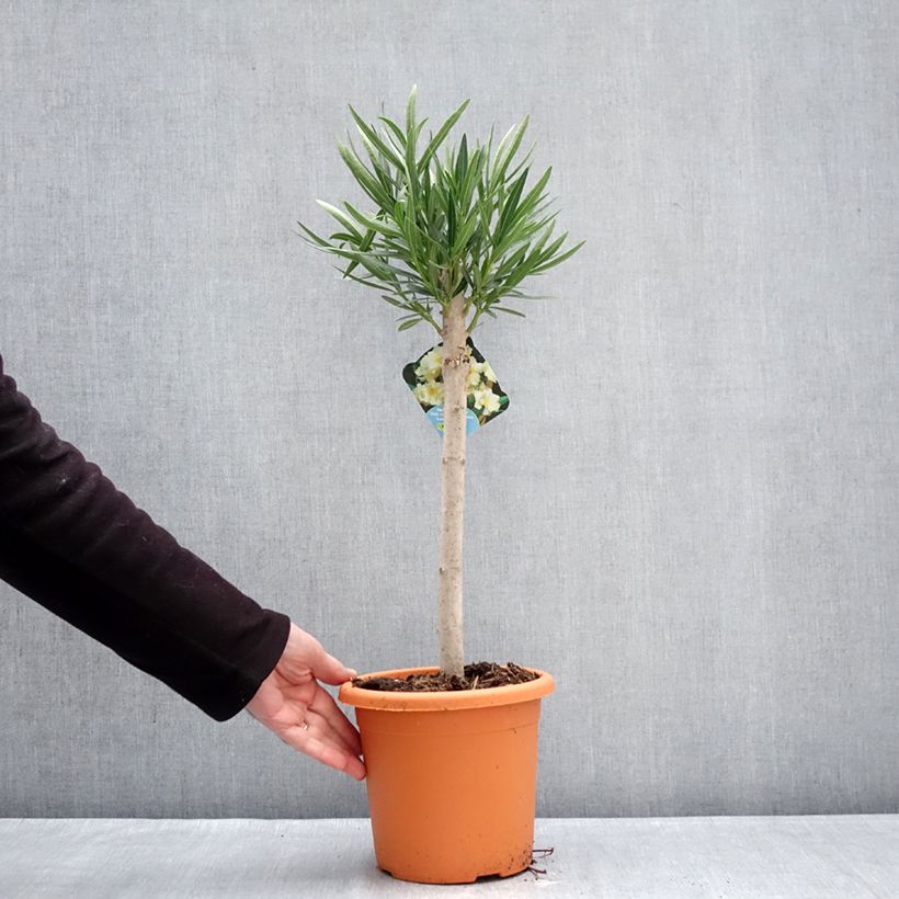 Exemplar von Oleander Yellow - Nerium Topf mit 2L/3L wie im Winter geliefert