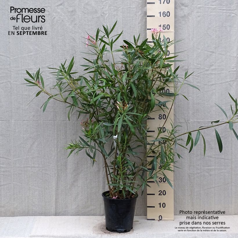 Example of Nerium oleander - Oleander Topf mit 6L/7L as you get in automne