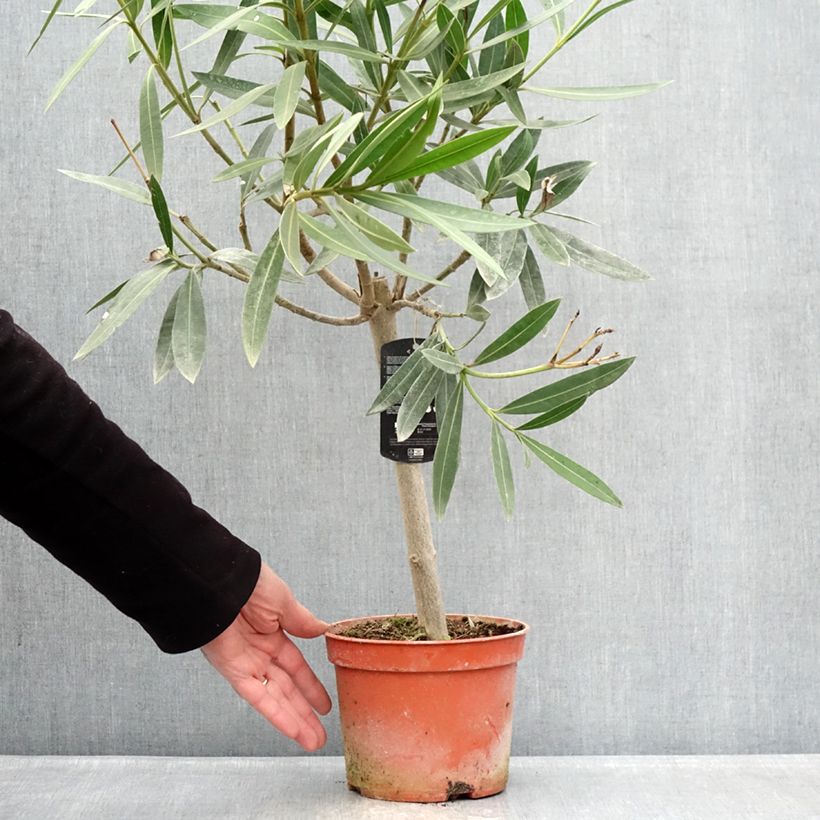 Exemplar von Nerium oleander - Oleander Topf mit 2L/3L, Mini-Stammrose wie im Winter geliefert
