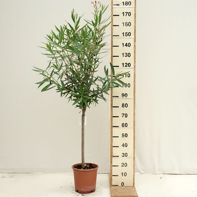 Example of Nerium oleander - Oleander Topf mit 7,5L/10L as you get in ete
