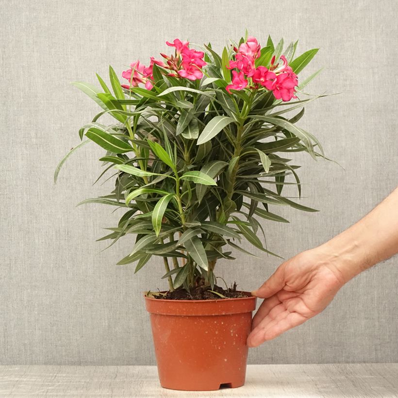 Example of Oleander Double Red - Nerium Topf mit 2L/3L as you get in ete