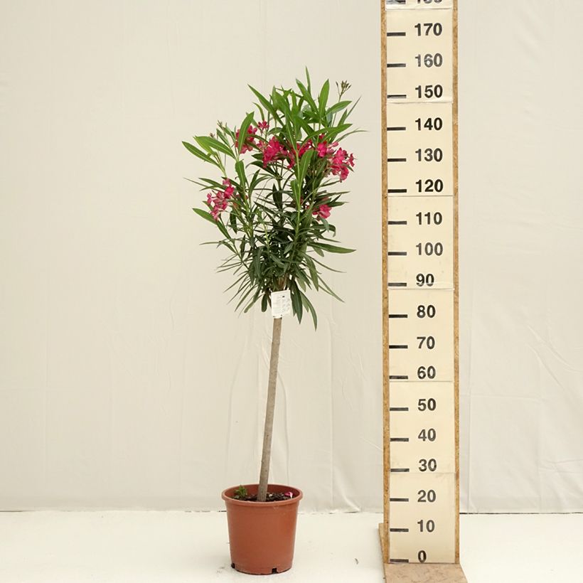 Example of Oleander Simple Red - Nerium Topf mit 2L/3L as you get in printemps