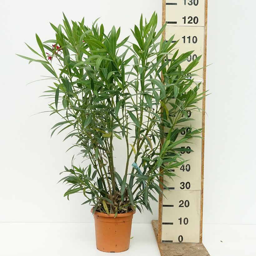 Exemplar von Oleander Simple Red - Nerium Topf mit 6L/7L wie im Sommer geliefert