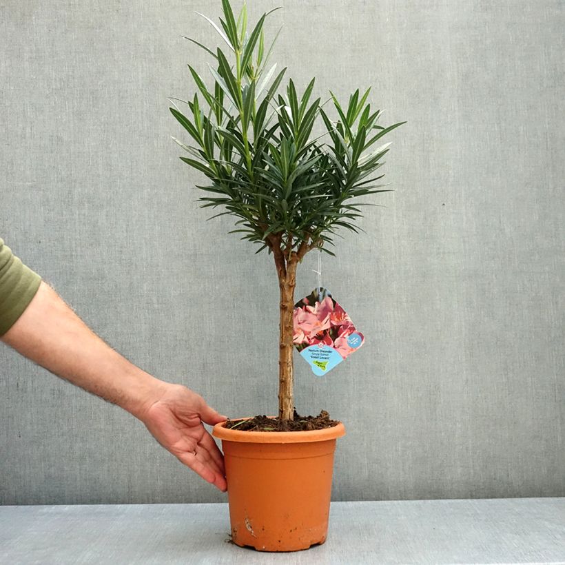Exemplar von Oleander Saumon - Nerium Topf mit 2L/3L, Mini-Stammrose wie im Herbst geliefert