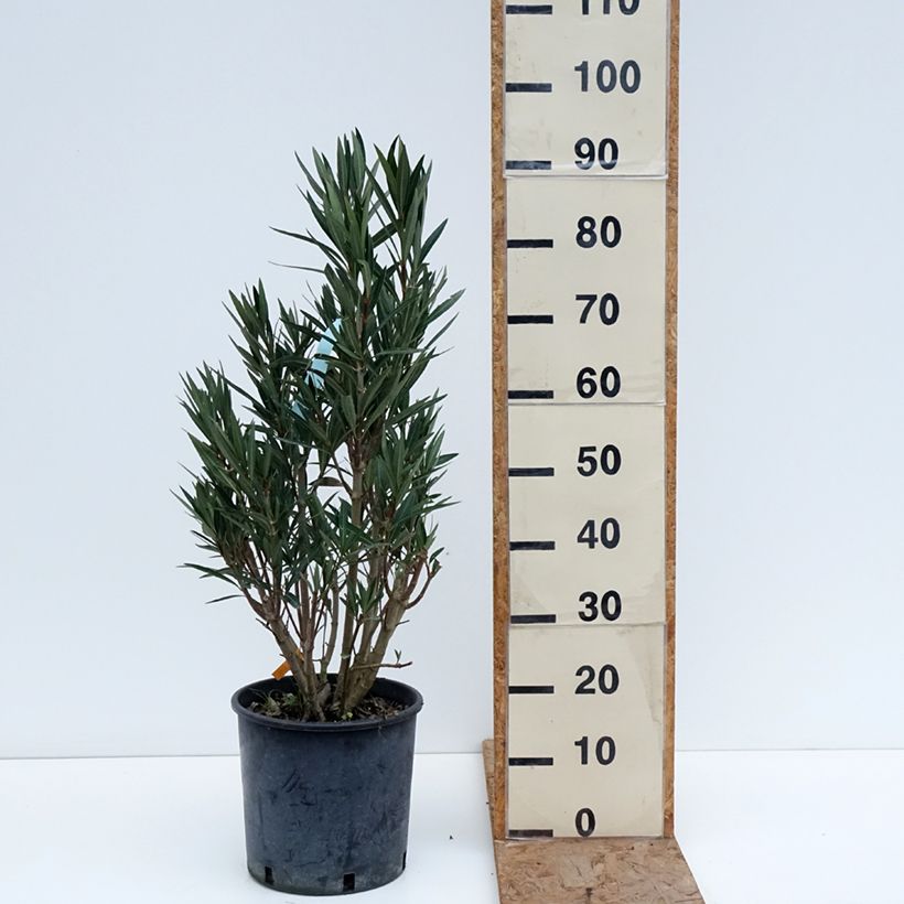 Exemplar von Oleander Saumon - Nerium Topf mit 6L/7L wie im Winter geliefert