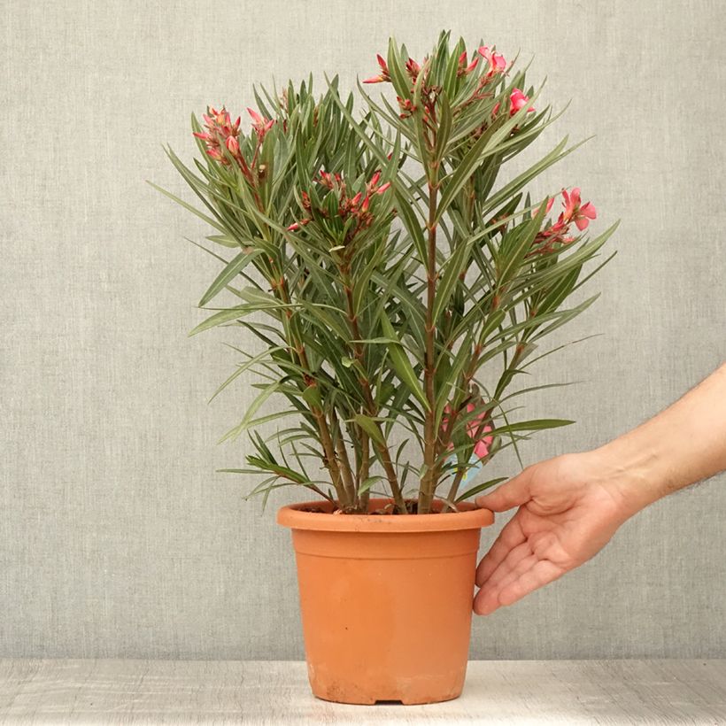 Example of Oleander Papa Gambetta - Nerium Topf mit 2L/3L as you get in ete