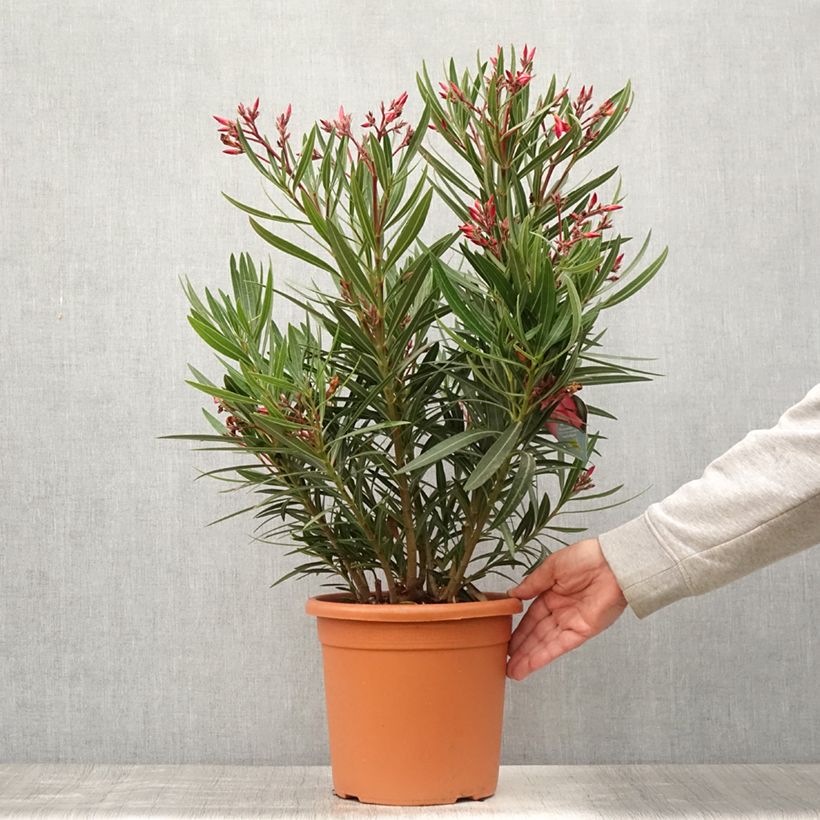Example of Oleander Papa Gambetta - Nerium Topf mit 4L/5L as you get in ete