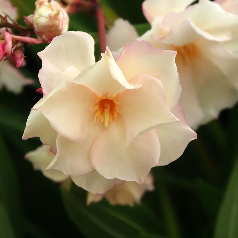 Oleander Provence - Nerium (Blüte)