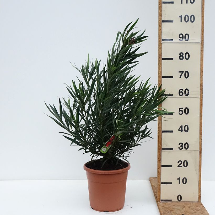 Exemplar von Oleander Provence - Nerium Topf mit 3L/4L wie im Herbst geliefert