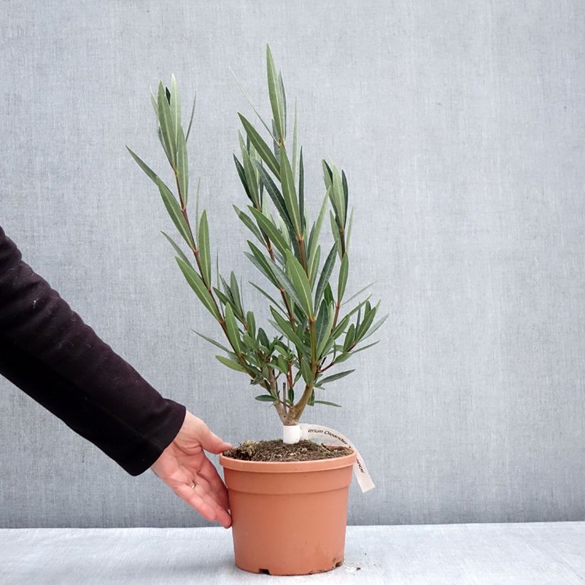 Exemplar von Oleander Provence - Nerium Topf mit 3L/4L wie im Winter geliefert