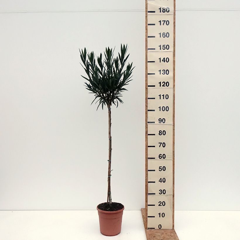 Exemplar von Oleander Provence - Nerium Topf mit 6L/7L wie im Herbst geliefert