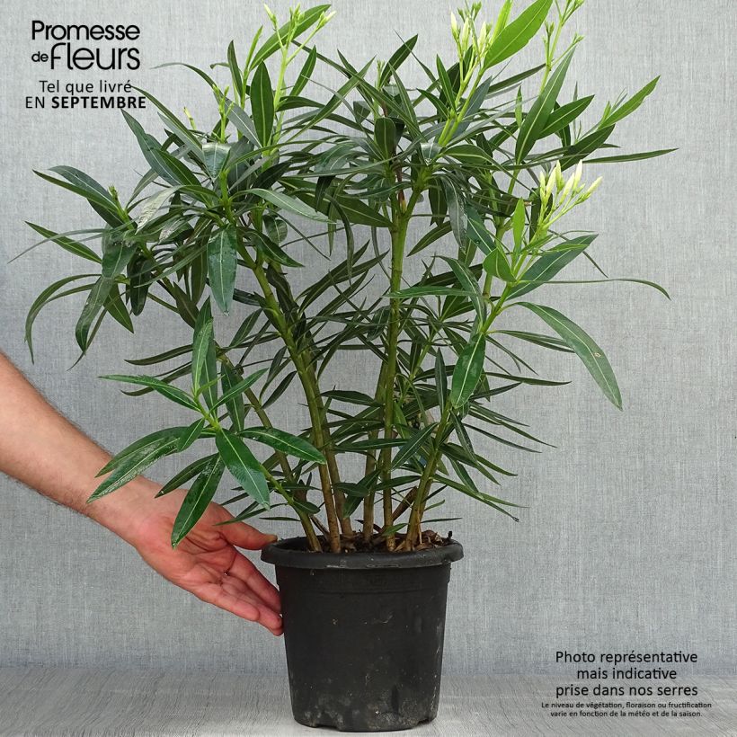 Example of Oleander Soeur Agnes - Nerium Topf mit 3L/4L as you get in automne