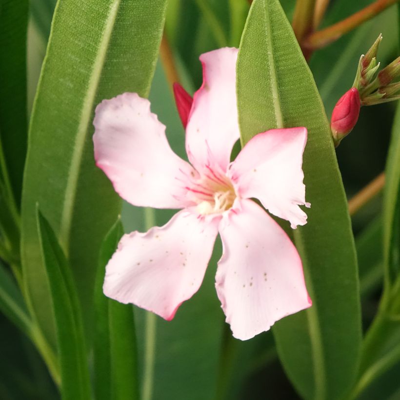 Oleander Soeur Agnes - Nerium (Blüte)