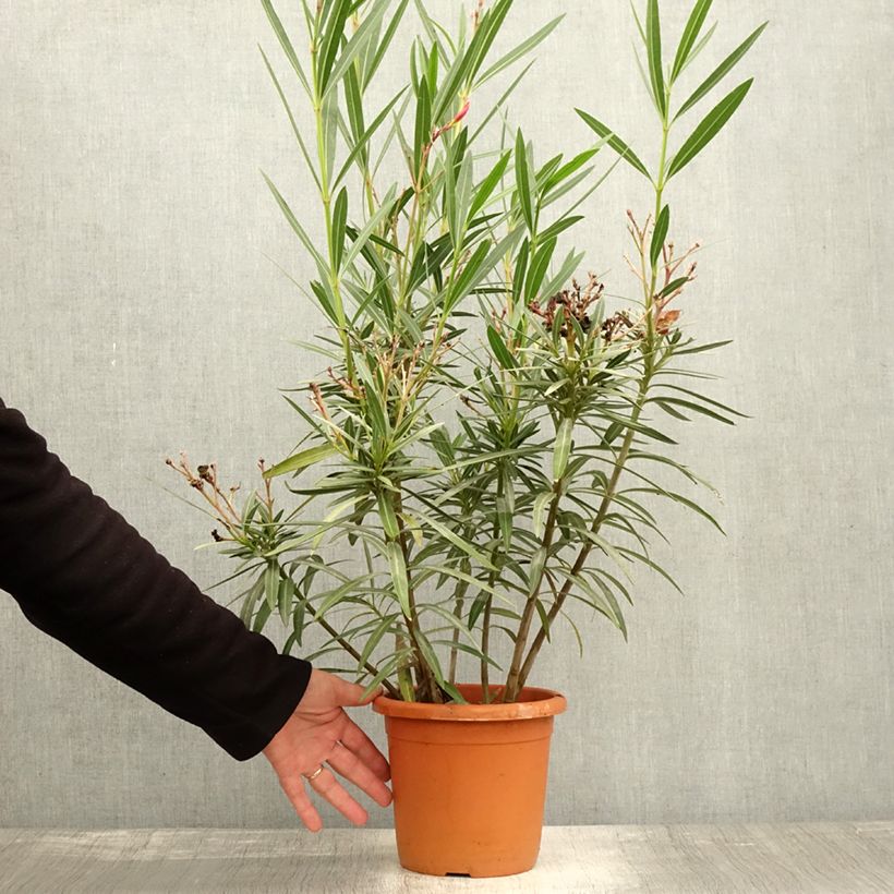 Example of Oleander Soleil Levant - Nerium Topf mit 3L/4L as you get in automne