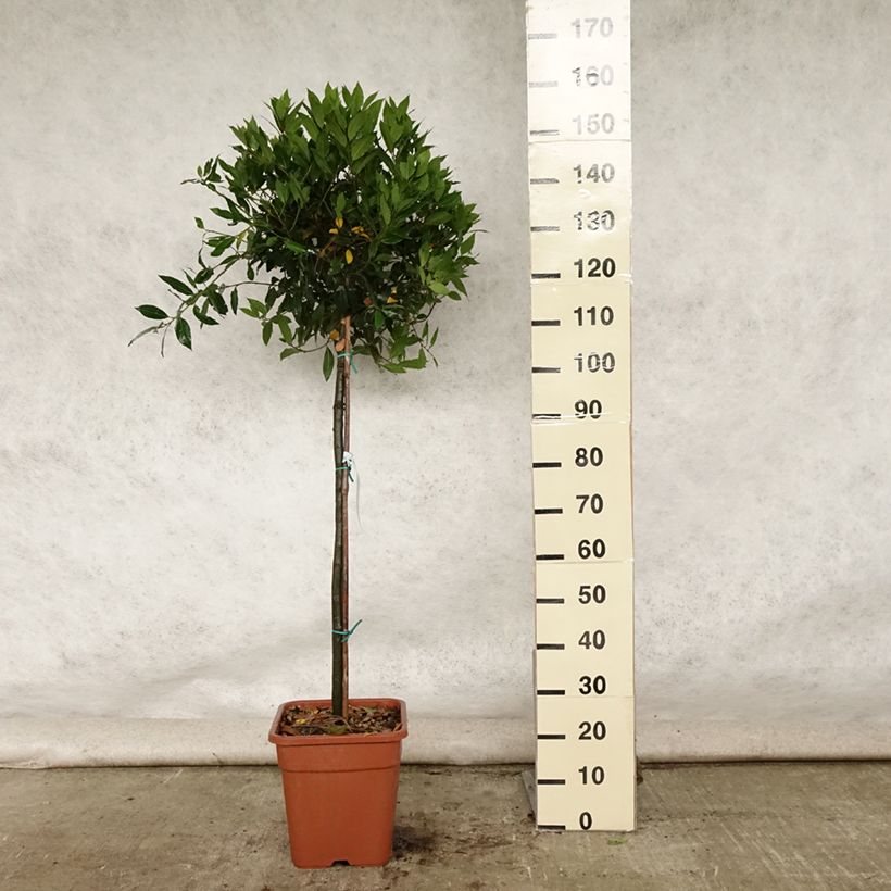 Example of Echter Lorbeer - Laurus nobilis Topf mit 12L/15L as you get in ete