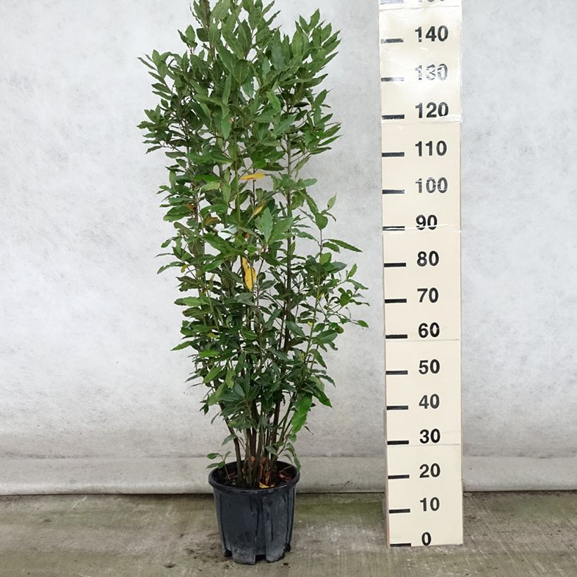Example of Echter Lorbeer - Laurus nobilis Topf mit 7,5L/10L as you get in ete