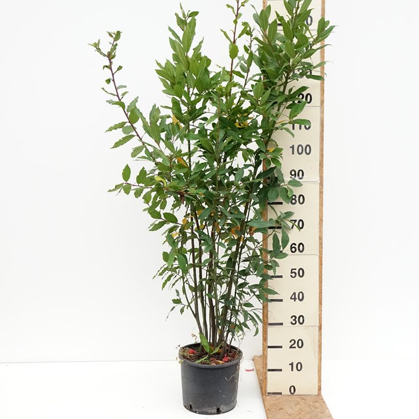 Exemplar von Echter Lorbeer - Laurus nobilis Topf mit 7,5L/10L wie im Herbst geliefert