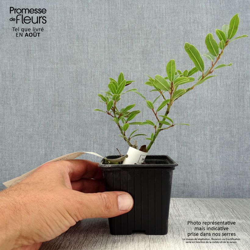 Example of Echter Lorbeerstrauch Little Laura 'Dan17' - Laurus nobilis Kleine Töpfe von 8/9 cm as you get in ete