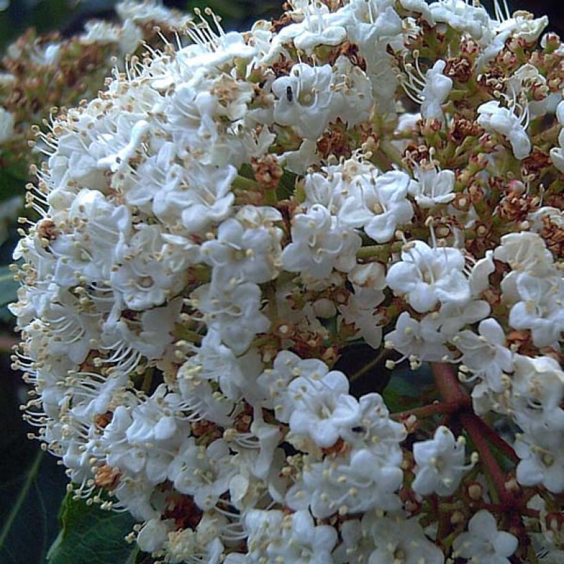 Lorbeerblättriger Schneeball - Viburnum tinus (Foliage)