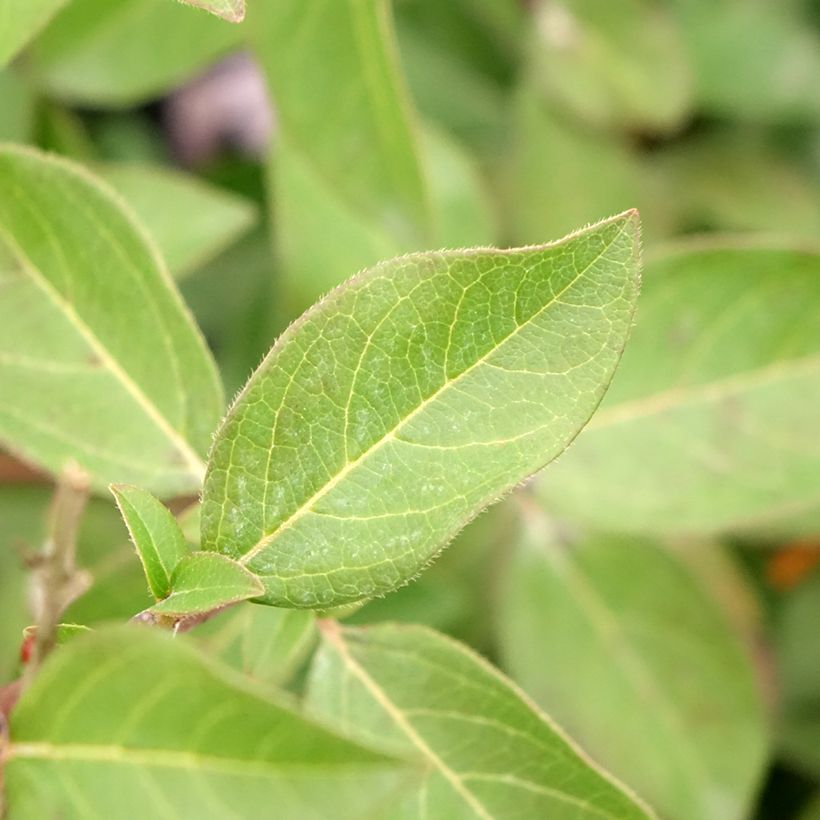 Lorbeerblättriger Schneeball Giganteum - Viburnum tinus (Foliage)