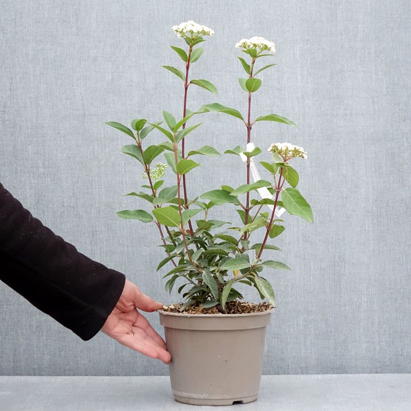 Example of Lorbeerblättriger Schneeball Giganteum - Viburnum tinus Topf mit 3L/4L as you get in printemps