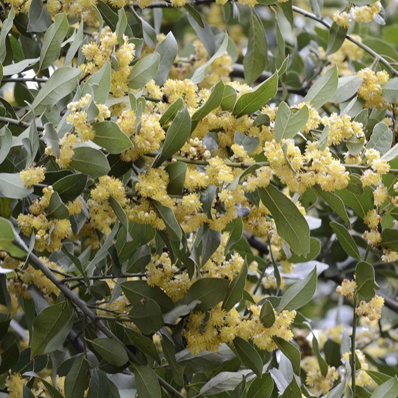 Echter Lorbeer - Laurus nobilis (Plant habit)