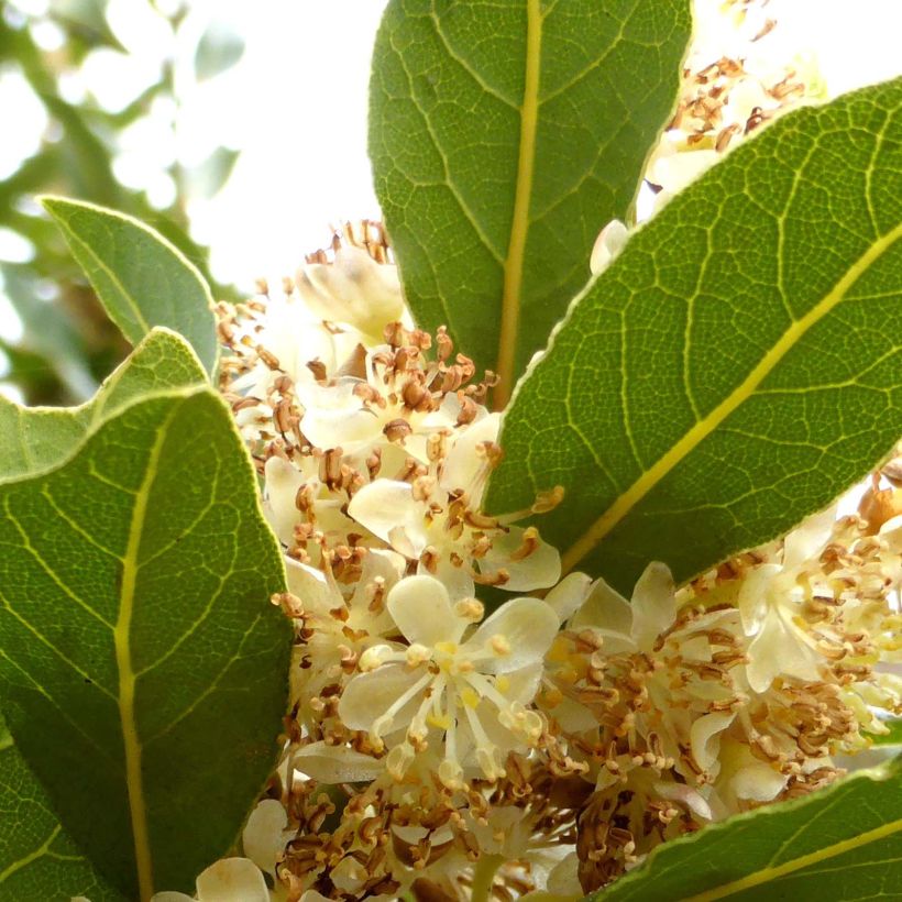 Echter Lorbeer - Laurus nobilis (Flowering)