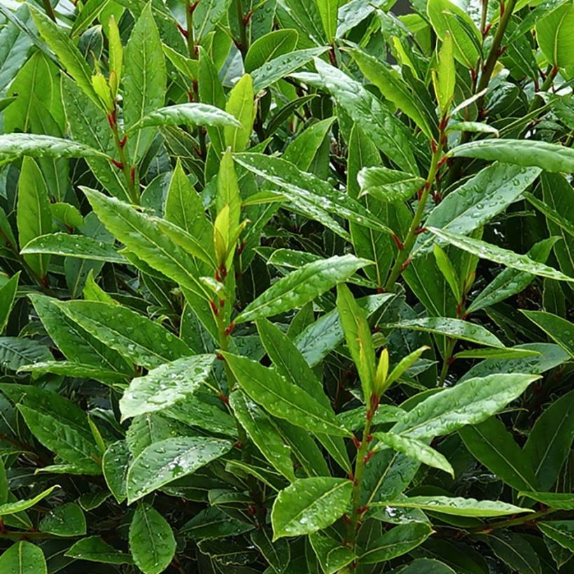 Echter Lorbeerstrauch Little Ragu - Laurus nobilis (Foliage)