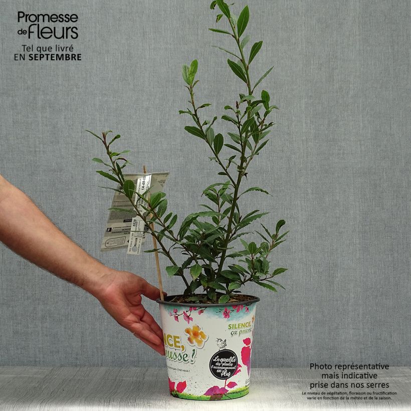 Example of Echter Lorbeerstrauch Little Ragu - Laurus nobilis Topf mit 4L/5L as you get in automne