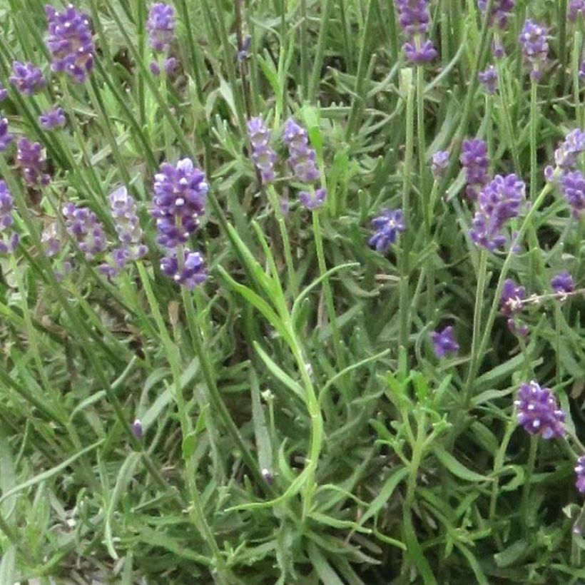 Lavandula angustifolia Bleu de Gien - Echter Lavendel (Foliage)