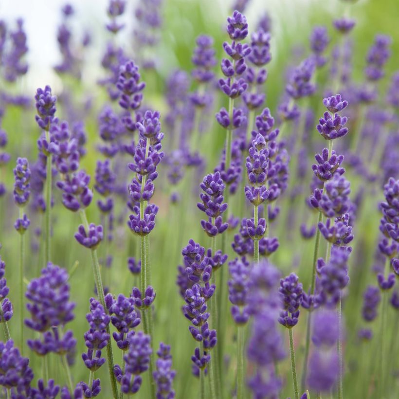 Lavandula angustifolia Bleu de Gien - Echter Lavendel (Flowering)