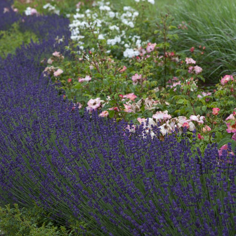 Lavandula angustifolia Bleu de Gien - Echter Lavendel (Plant habit)