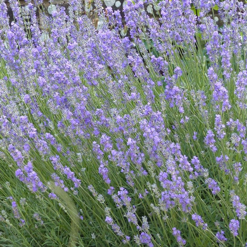 Lavandula angustifolia Munstead - Echter Lavendel (Flowering)