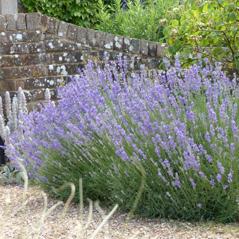Lavandula angustifolia Munstead - Echter Lavendel (Plant habit)