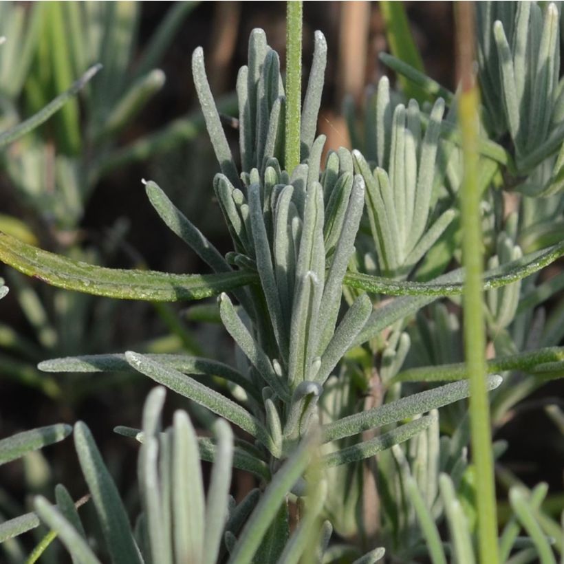 Lavandula angustifolia Munstead - Echter Lavendel (Foliage)