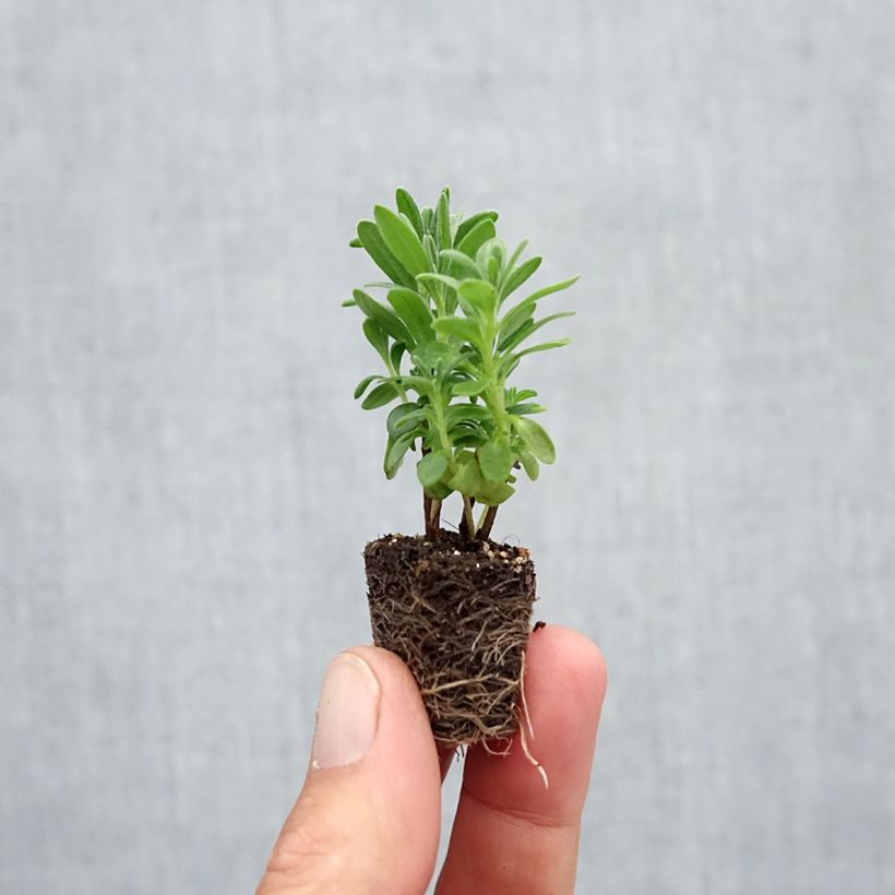 Example of Lavandula angustifolia Munstead - Echter Lavendel Mini-Plug Ø 3/4 cm as you get in automne