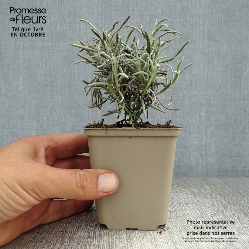 Example of Lavandula angustifolia Silbermöwe - Echter Lavendel Kleine Töpfe von 8/9 cm as you get in automne