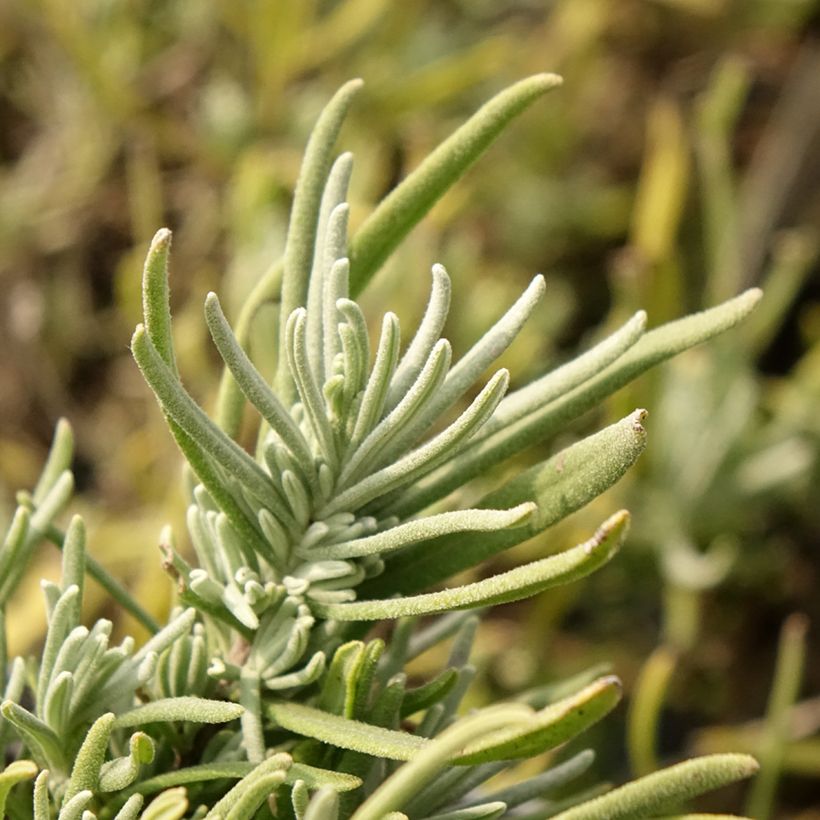 Lavandula angustifolia Arctic Snow - Echter Lavendel (Foliage)