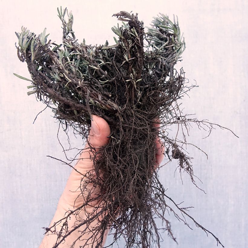 Example of Lavandula angustifolia Arctic Snow - Echter Lavendel Wurzelnackt as you get in hiver