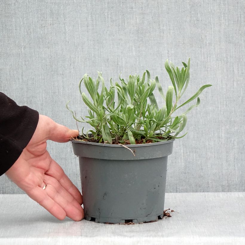 Exemplar von Breitblättriger Lavendel - Lavandula latifolia Topf mit 1,5L/2L wie im Frühjahr geliefert