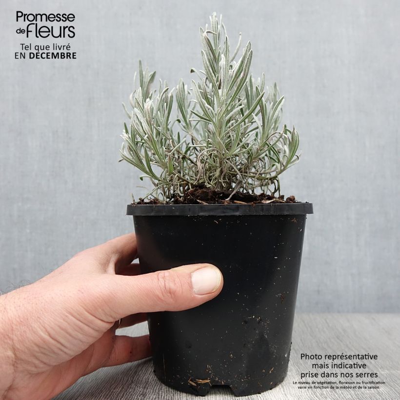 Example of Lavandula intermedia Edelweiss - Provence-Lavendel Topf mit 1,5L/2L as you get in automne