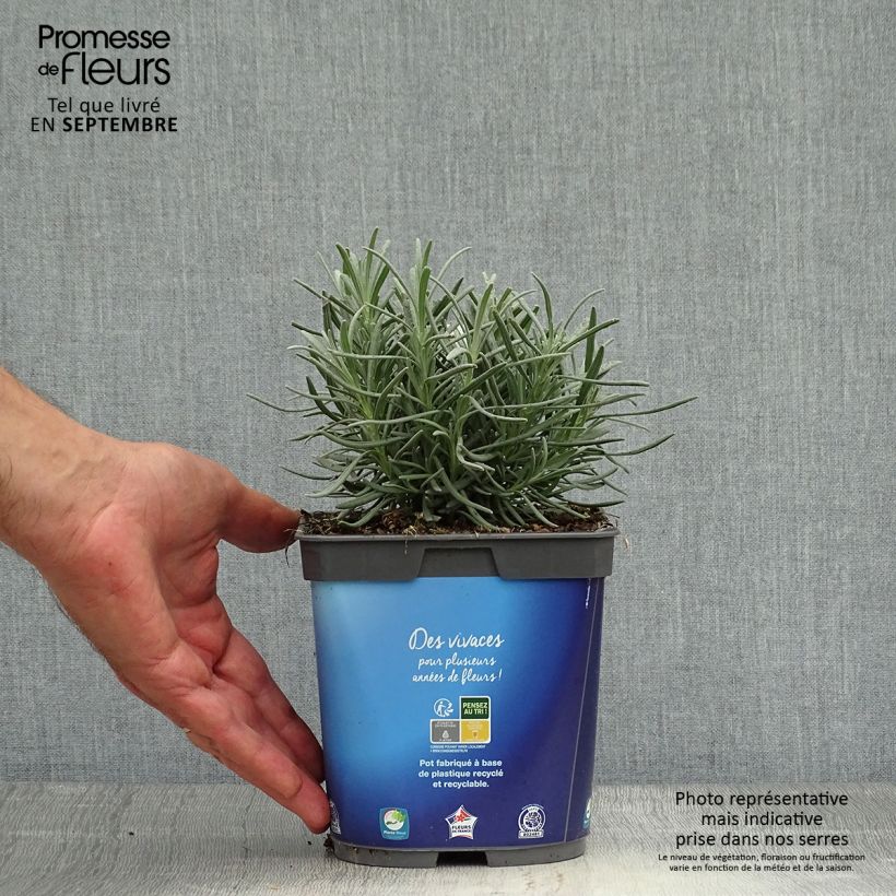 Example of Lavandula intermedia Grosso - Provence-Lavendel Topf mit 2L/3L as you get in automne