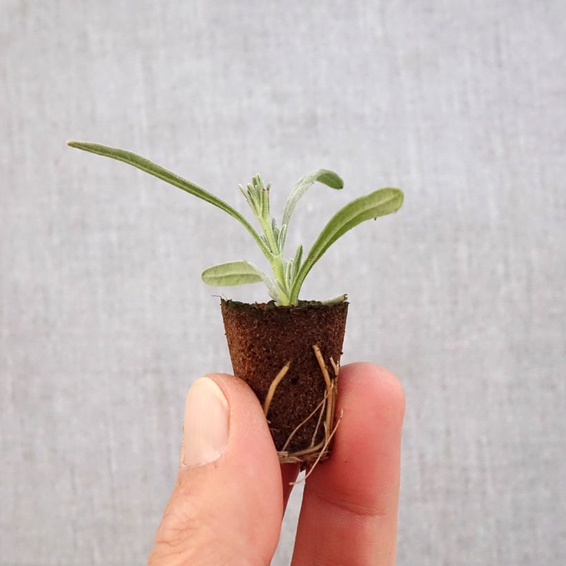 Example of Lavandula intermedia Edelweiss - Provence-Lavendel Mini-Plug Ø 3/4 cm as you get in printemps