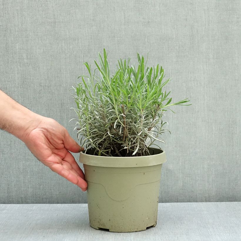 Exemplar von Lavandula intermedia Exceptional - Provence-Lavendel Topf mit 3L/4L wie im Sommer geliefert