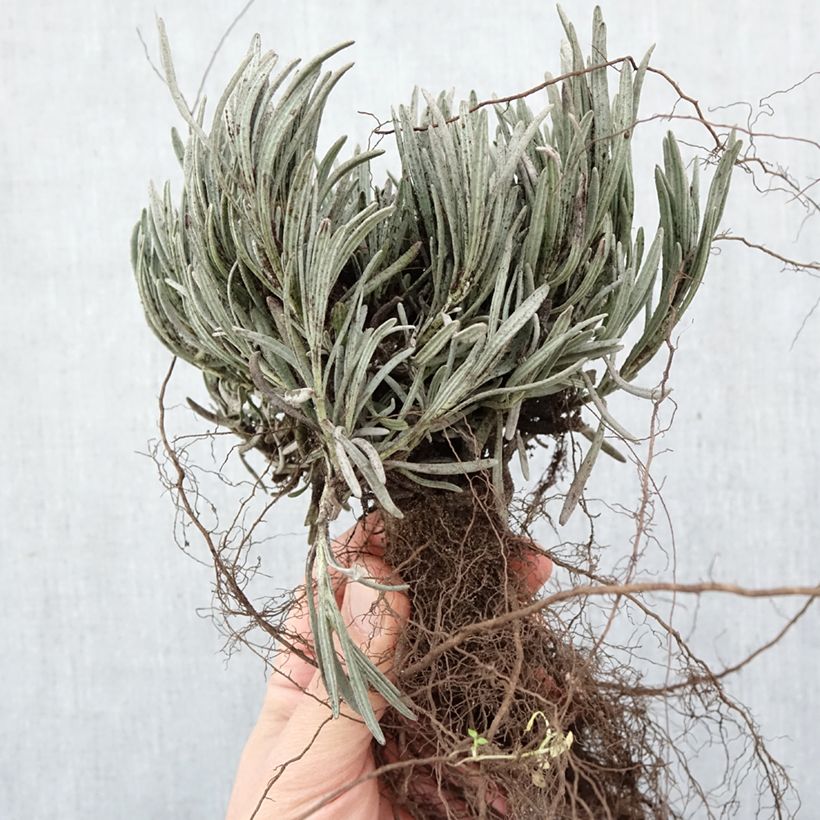 Exemplar von Lavandula intermedia Phenomenal 'Niko - Provence-Lavendel Wurzelnackt wie im Winter geliefert