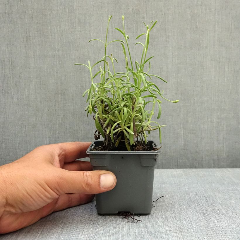 Exemplar von Lavandula intermedia Sensational! - Provence-Lavendel Kleine Töpfe von 8/9 cm wie im Frühjahr geliefert