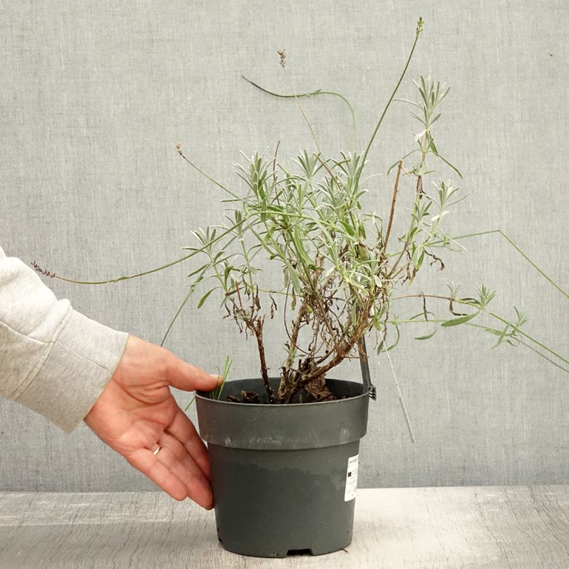 Example of Lavandula intermedia Sensational! - Provence-Lavendel Topf mit 2L/3L as you get in automne