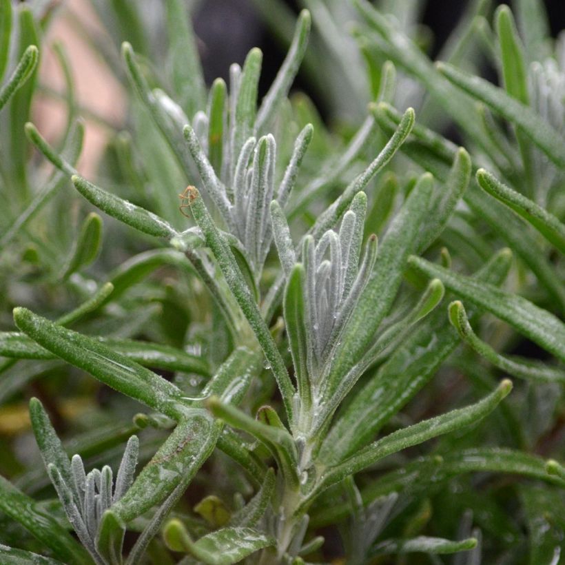 Lavandula angustifolia Hidcote - Echter Lavendel (Foliage)