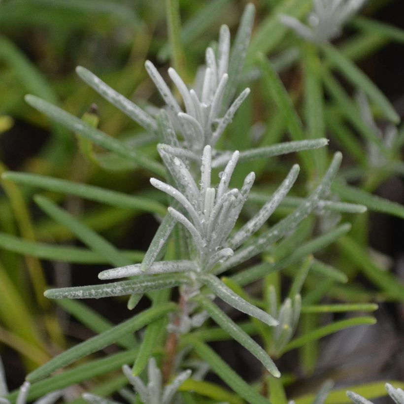 Lavandula angustifolia Dwarf Blue - Echter Lavendel (Foliage)