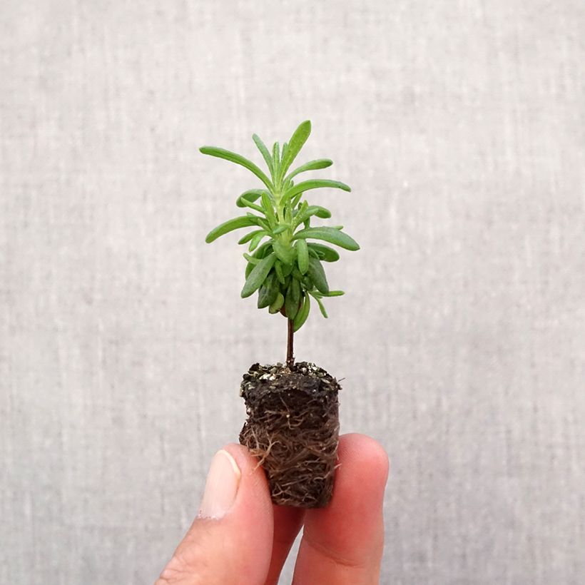 Exemplar von Lavandula stoechas Bandera Deep Purple - Schopf-Lavendel Mini-Plug Ø 1,5/2,5 cm wie im Herbst geliefert